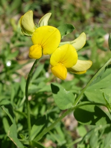 Lotus corniculatus